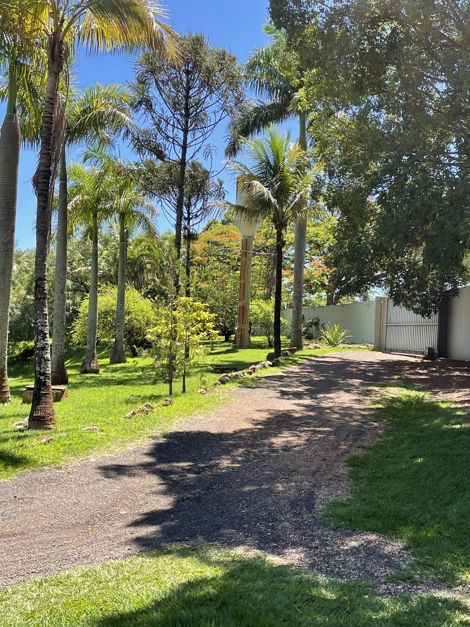 Alameda de palmeiras