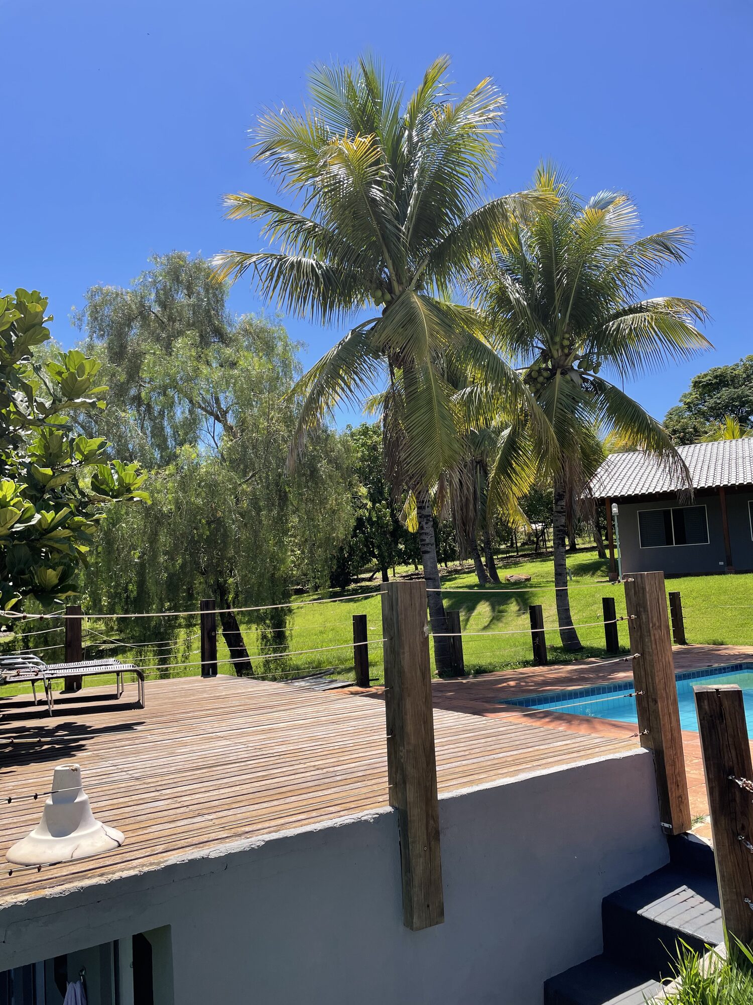 Piscina e palmeiras